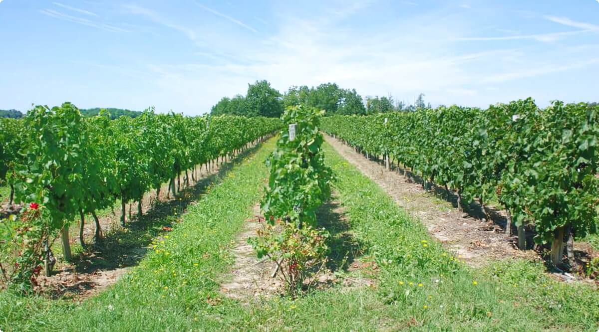 Quali sono le scelte di veicoli più popolari a Cognac?